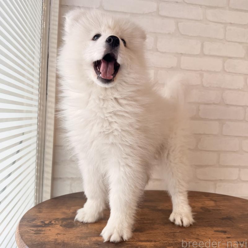 販売中の大阪府のサモエド-450071の7枚目