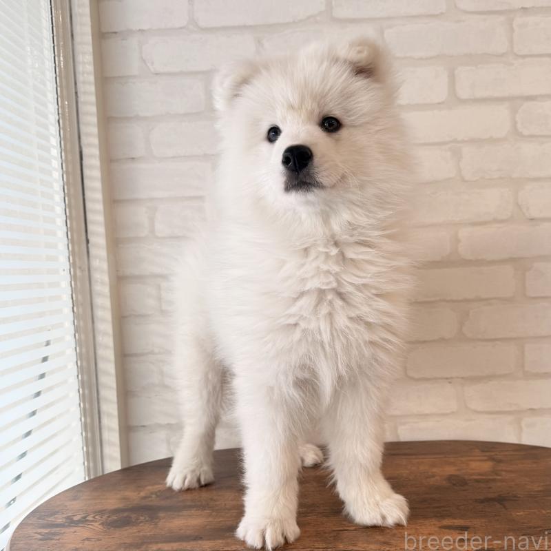 販売中の大阪府のサモエド-450071の6枚目