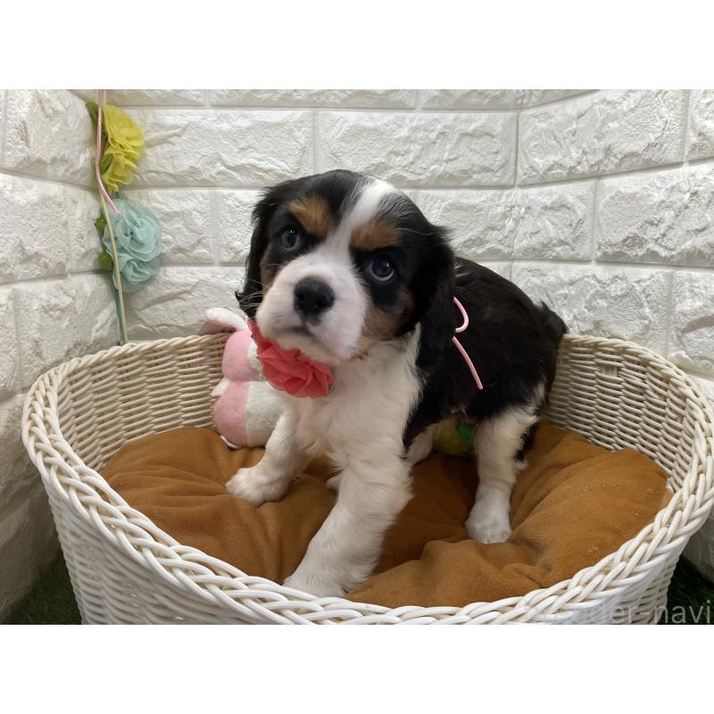 販売中の北海道のキャバリアキングチャールズスパニエル-450070の2枚目