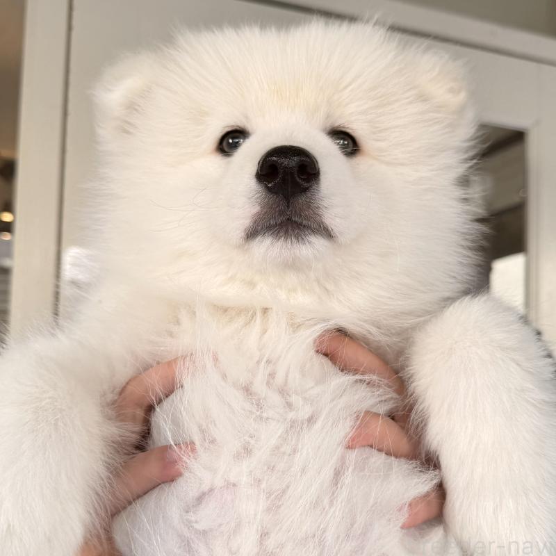 販売中の大阪府のサモエド-450071の5枚目