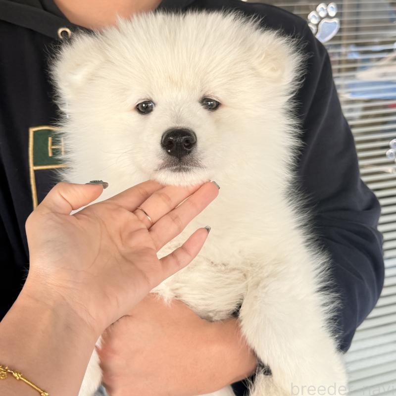 販売中の大阪府のサモエド-450071の4枚目