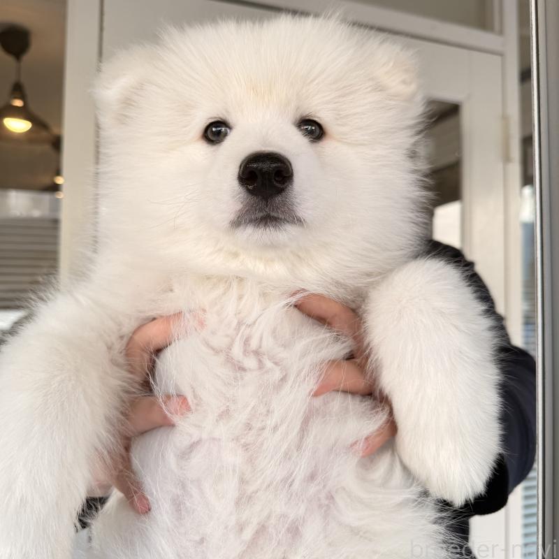 販売中の大阪府のサモエド-450071の3枚目