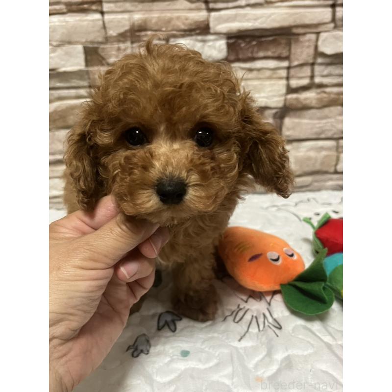 販売中の神奈川県のトイプードル-450073の3枚目