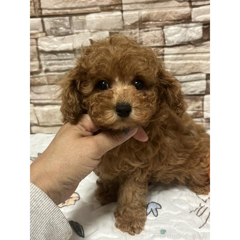 販売中の神奈川県のトイプードル-450073の2枚目