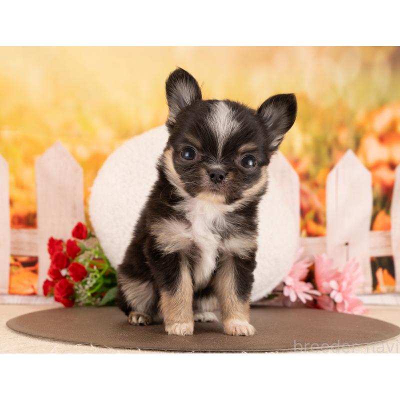 販売中の愛知県のチワワ(ロングコート)-450078の5枚目