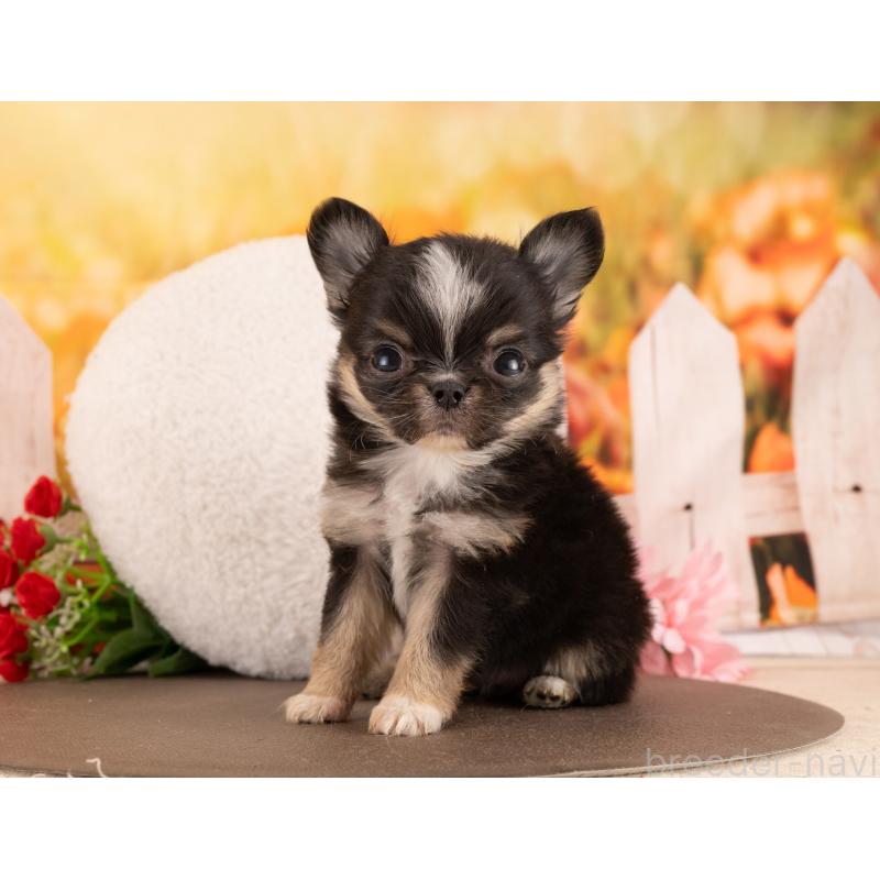 販売中の愛知県のチワワ(ロングコート)-450078の4枚目