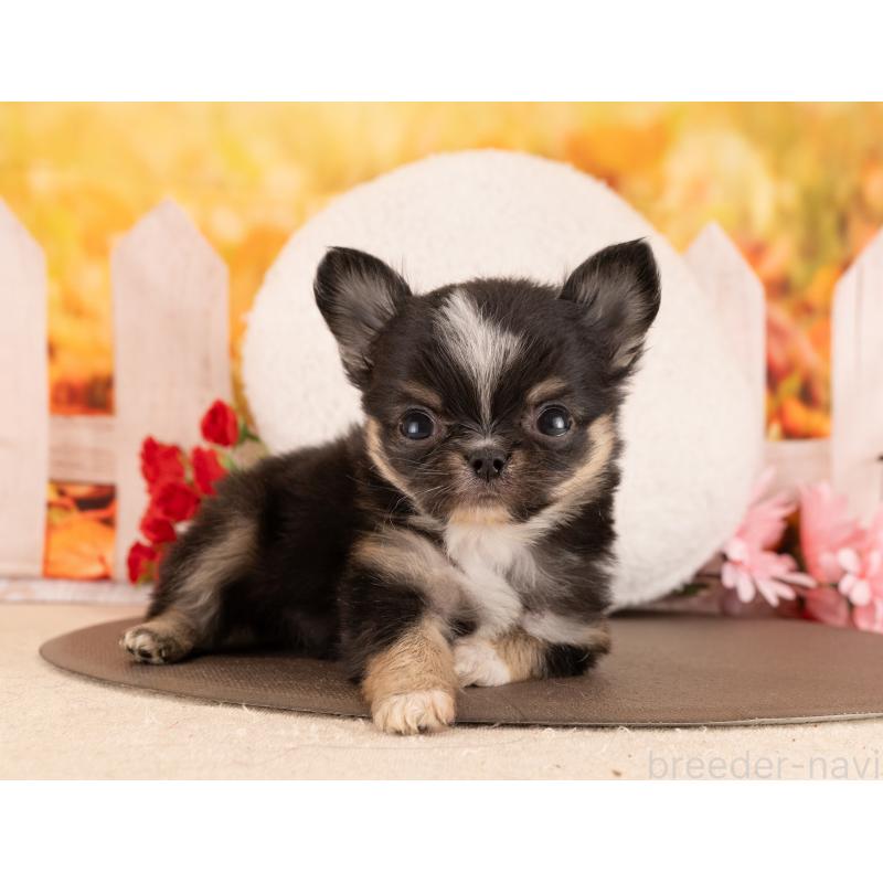 販売中の愛知県のチワワ(ロングコート)-450078の3枚目