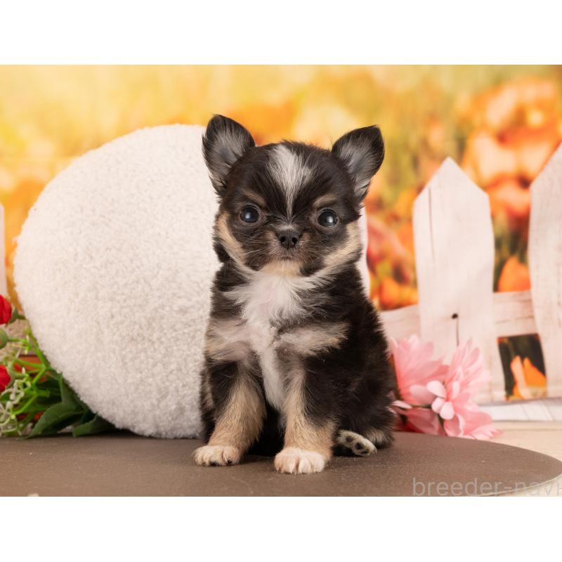 販売中の愛知県のチワワ(ロングコート)-450078の2枚目