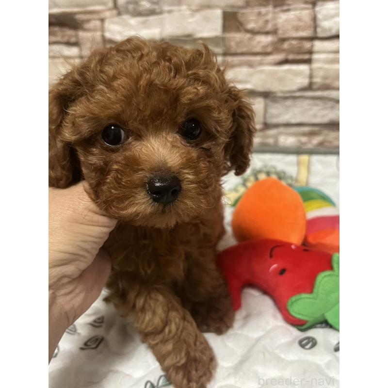 販売中の神奈川県のトイプードル-450076の3枚目