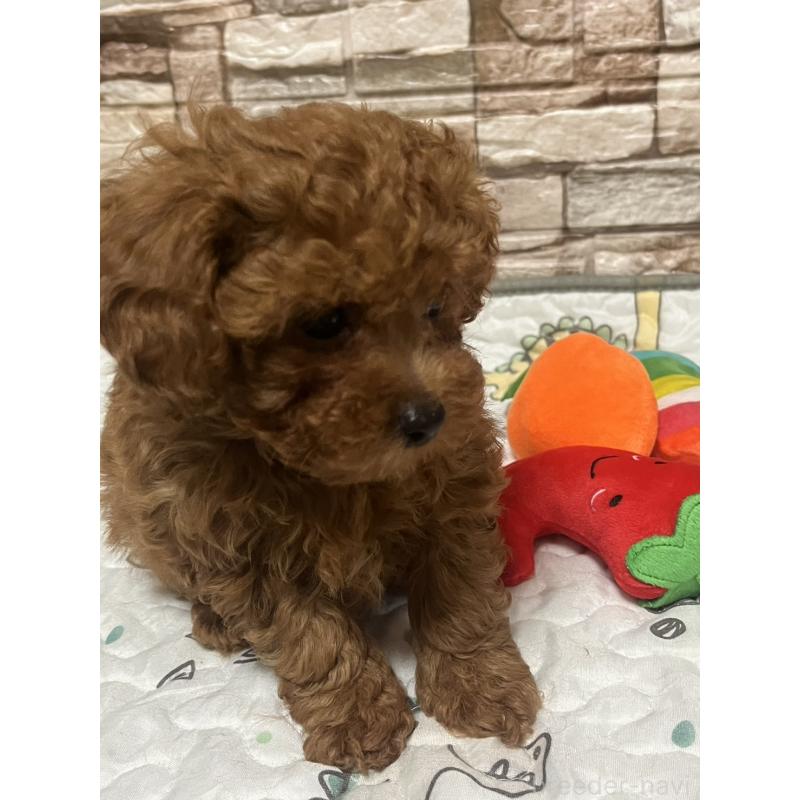 販売中の神奈川県のトイプードル-450076の2枚目