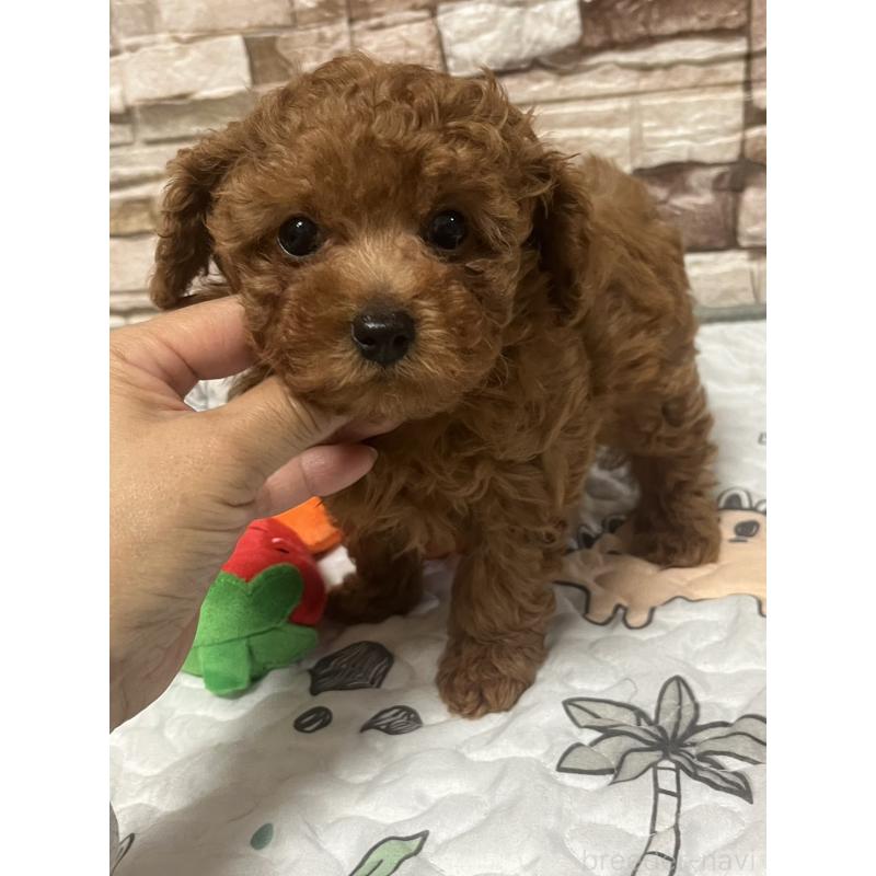 販売中の神奈川県のトイプードル-450076