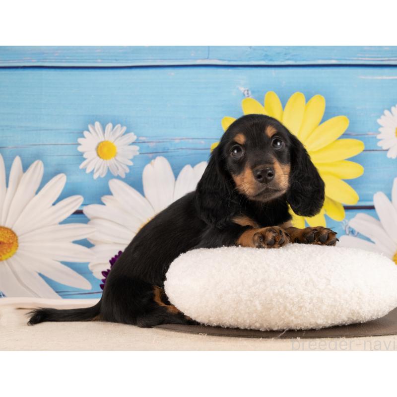 販売中の愛知県のミニチュアダックスフンド(ロングヘアード)-450085の4枚目