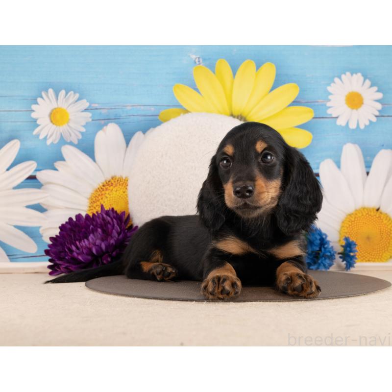 販売中の愛知県のミニチュアダックスフンド(ロングヘアード)-450085の3枚目