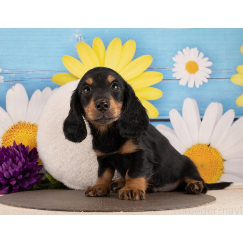 販売中の愛知県のミニチュアダックスフンド(ロングヘアード)-450085の2枚目