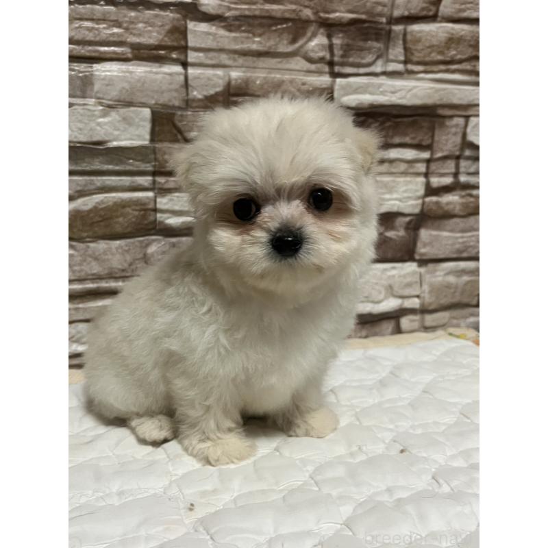 販売中の神奈川県のポメチワ:ポメラニアン×チワワ-450082の1枚目