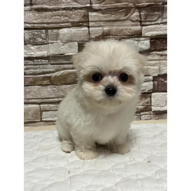 販売中の神奈川県のポメチワ:ポメラニアン×チワワ-450082の4枚目