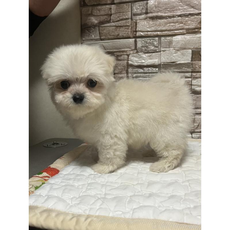 販売中の神奈川県のポメチワ:ポメラニアン×チワワ-450082の3枚目