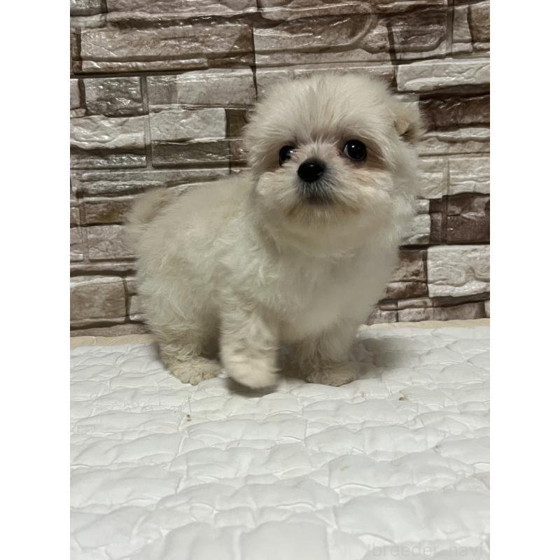 販売中の神奈川県のポメチワ:ポメラニアン×チワワ-450082の2枚目