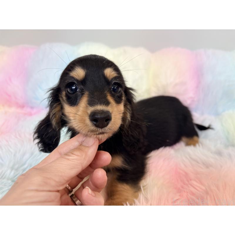 販売中の千葉県のカニンヘンダックスフンド(ロングヘアード)-450084の6枚目