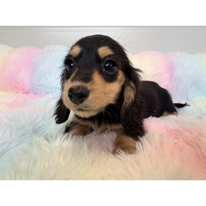 販売中の千葉県のカニンヘンダックスフンド(ロングヘアード)-450084の4枚目