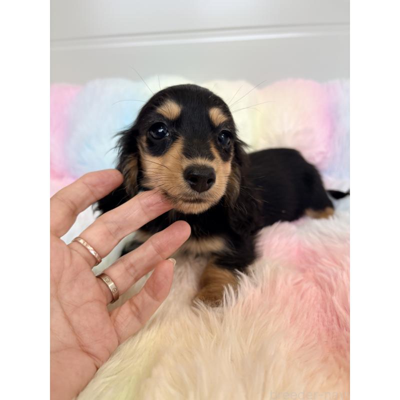 販売中の千葉県のカニンヘンダックスフンド(ロングヘアード)-450084の3枚目