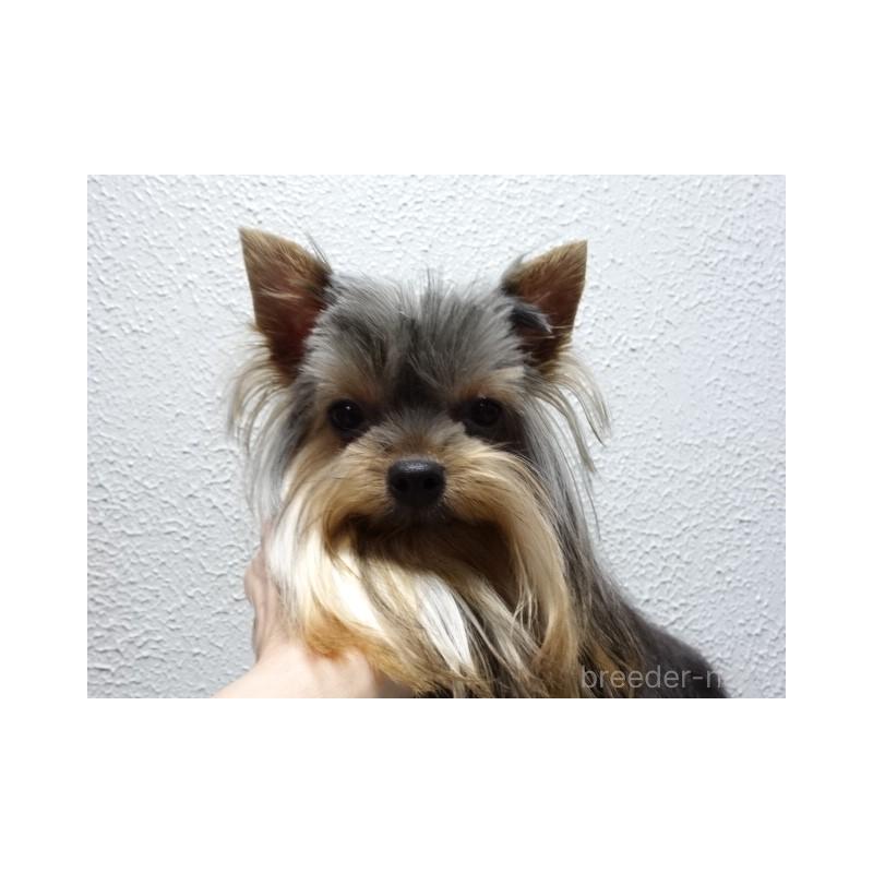 販売中の大阪府のヨークシャーテリア-408172の5枚目