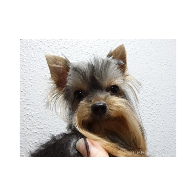 販売中の大阪府のヨークシャーテリア-408172の3枚目