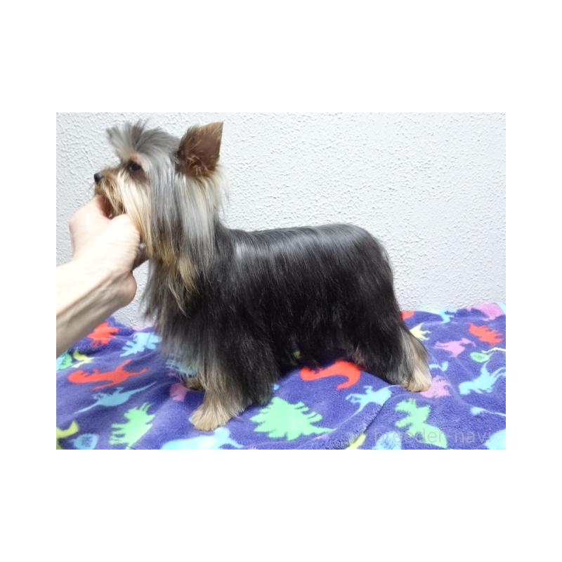 販売中の大阪府のヨークシャーテリア-408172の2枚目