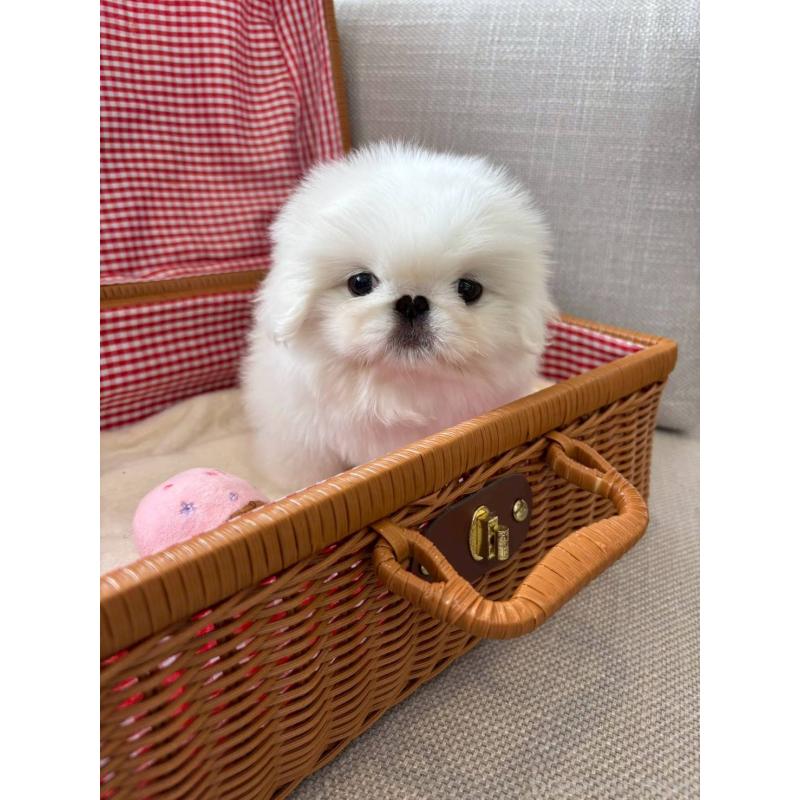 販売中の北海道のペキニーズ-450079の3枚目