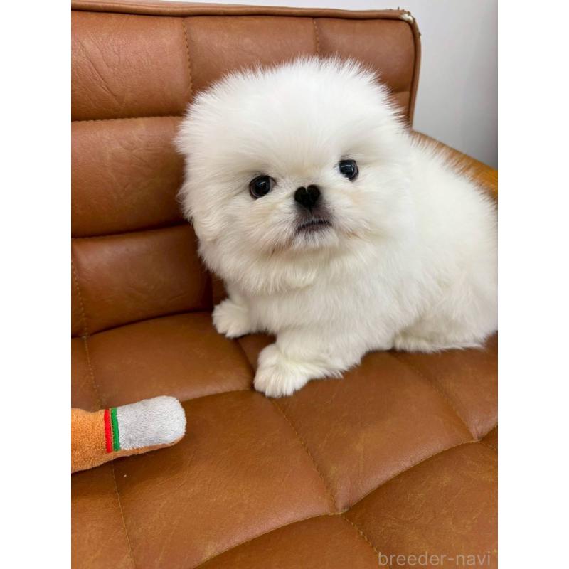 販売中の北海道のペキニーズ-450079の2枚目