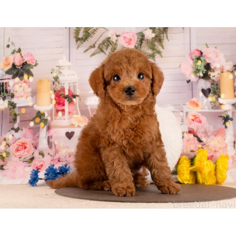 販売中の愛知県のトイプードル-450086の5枚目