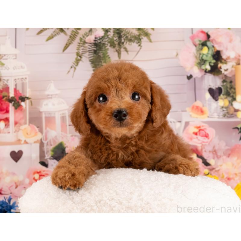 販売中の愛知県のトイプードル-450086の4枚目