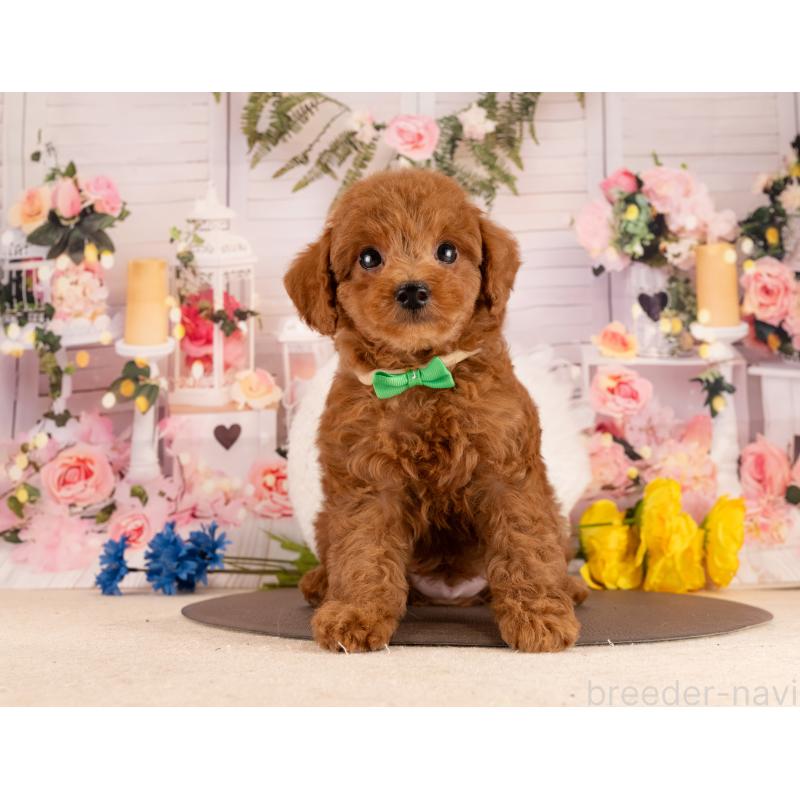 販売中の愛知県のトイプードル-450086の3枚目