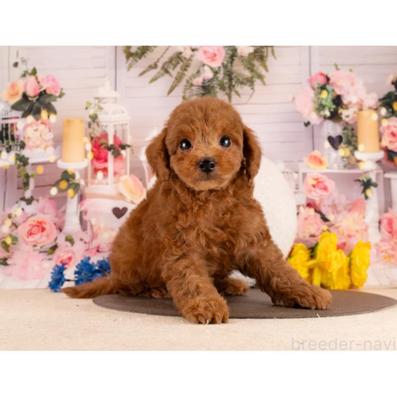 販売中の愛知県のトイプードル-450086の2枚目