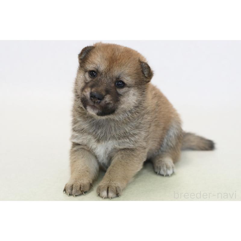 販売中の神奈川県の柴犬-445988