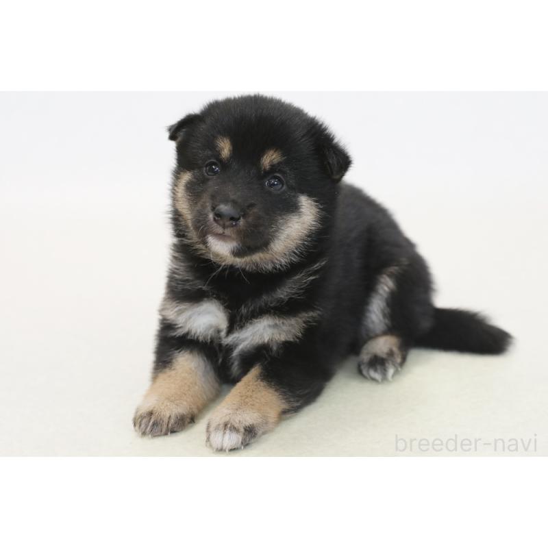 販売中の神奈川県の柴犬-445990