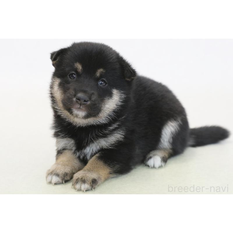 販売中の神奈川県の柴犬-445995