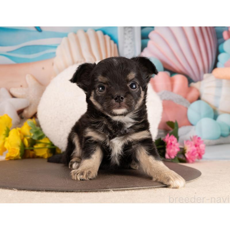 販売中の愛知県のチワワ(ロングコート)-450087の3枚目