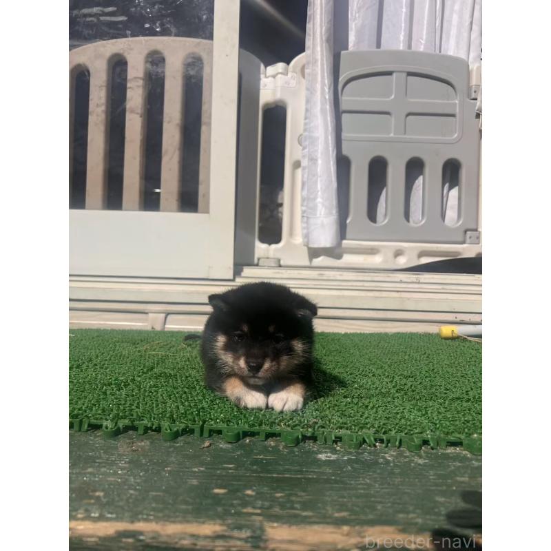 販売中の茨城県の柴犬-450090の3枚目