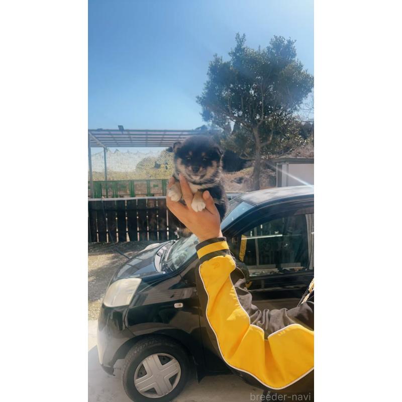 販売中の茨城県の柴犬-450090の2枚目