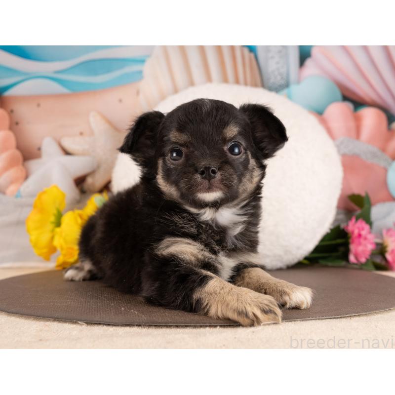 販売中の愛知県のチワワ(ロングコート)-450087の2枚目