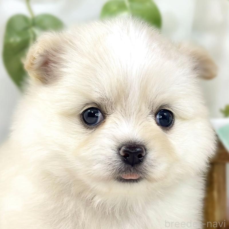 販売中の滋賀県のポメチワ:ポメラニアン×チワワ-450088の1枚目