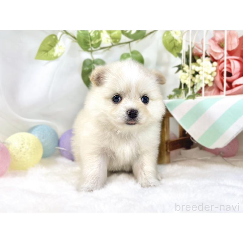 販売中の滋賀県のポメチワ:ポメラニアン×チワワ-450088の4枚目