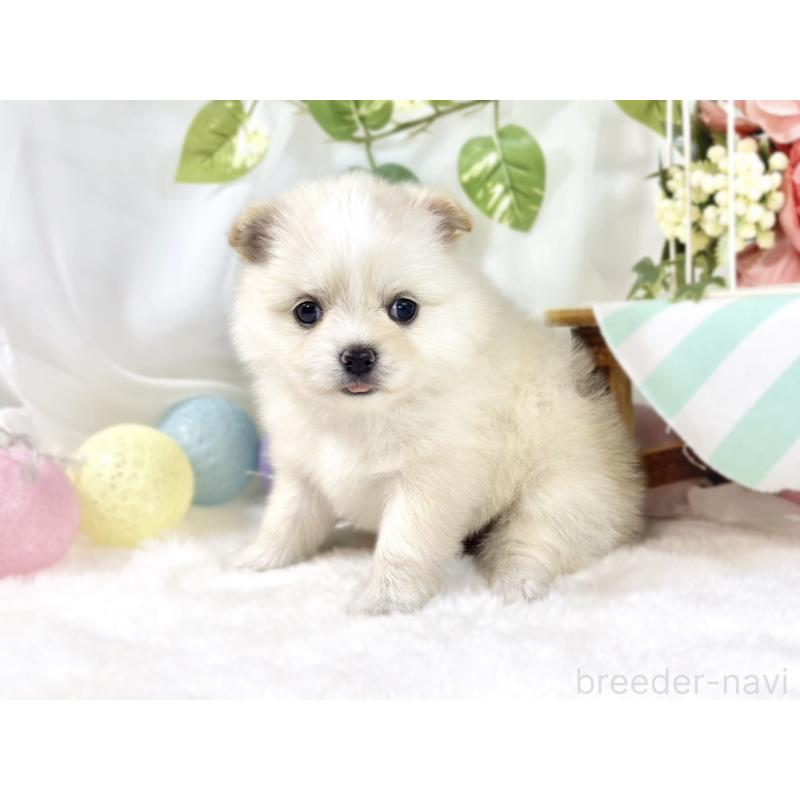 販売中の滋賀県のポメチワ:ポメラニアン×チワワ-450088の3枚目