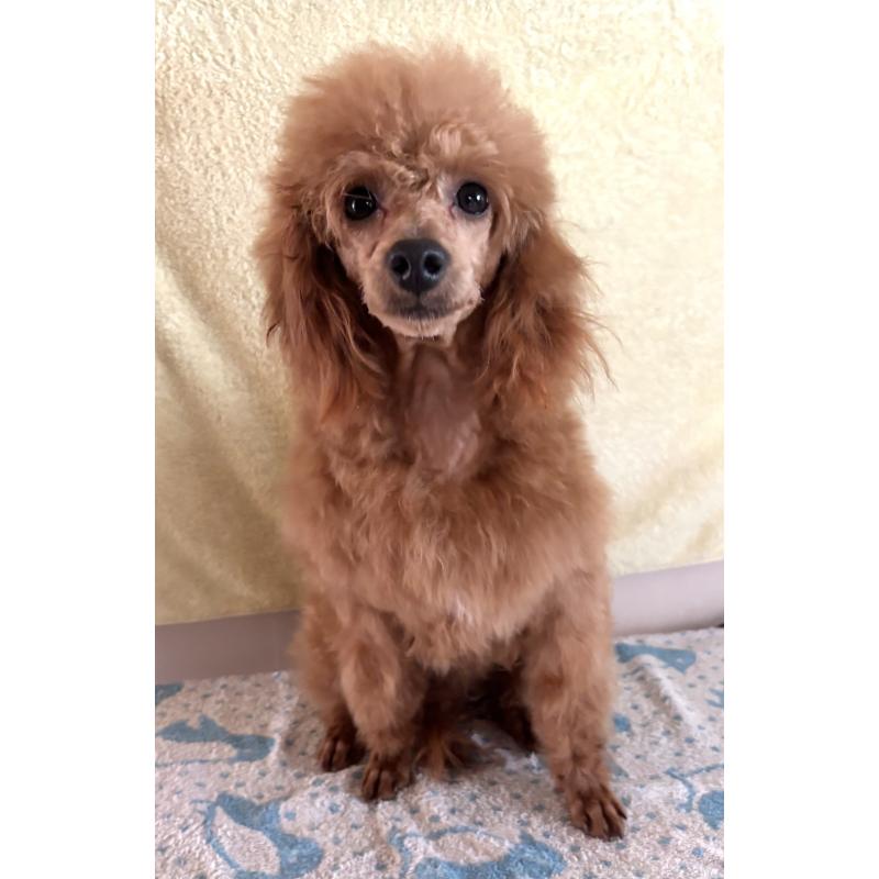 販売中の神奈川県のミニチュアプードル-390477