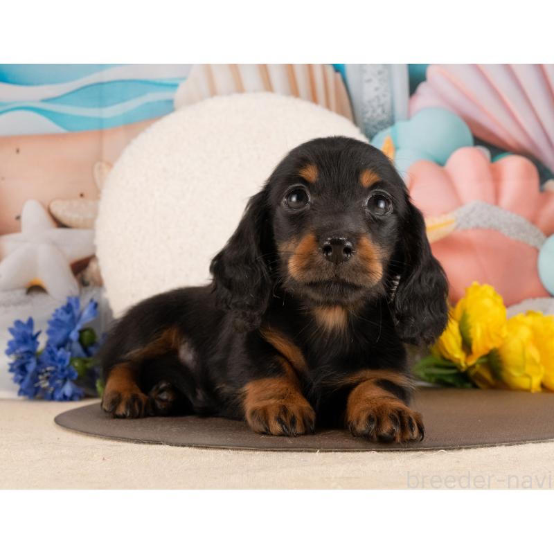 販売中の愛知県のミニチュアダックスフンド(ロングヘアード)-450089の5枚目