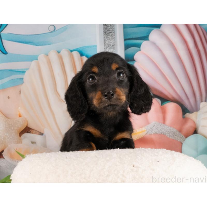 販売中の愛知県のミニチュアダックスフンド(ロングヘアード)-450089の4枚目