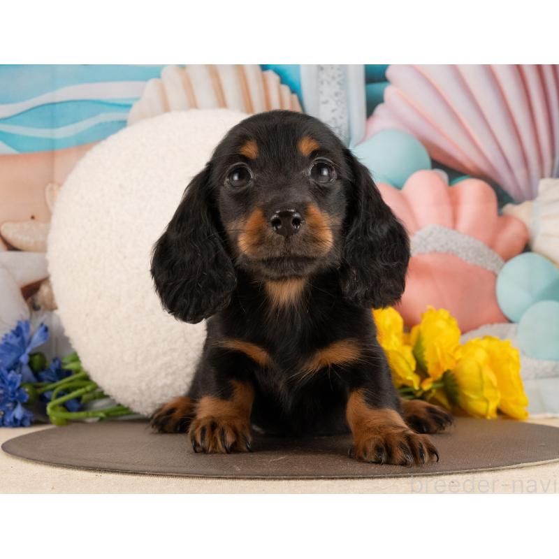 販売中の愛知県のミニチュアダックスフンド(ロングヘアード)-450089の3枚目