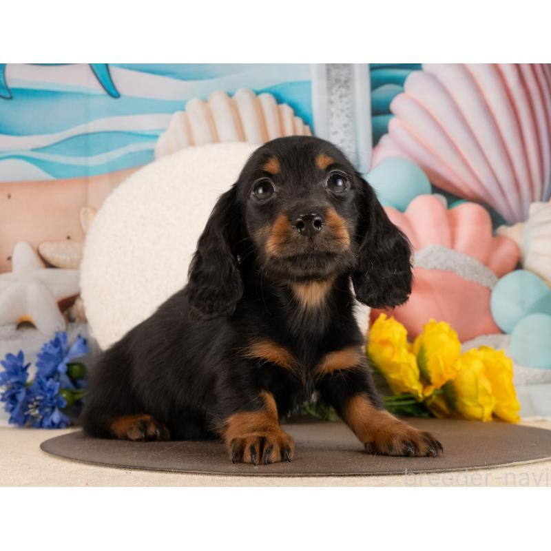 販売中の愛知県のミニチュアダックスフンド(ロングヘアード)-450089の2枚目