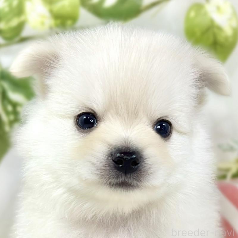 販売中の滋賀県のポメチワ:ポメラニアン×チワワ-450091の1枚目